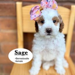 Sage - Brown and white female Bernedoodle puppy in Jackson, Mississippi from T.M. Poodles & Doodles
