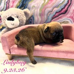 Ladybug - Fawn female French Bulldog puppy in Riverview, Florida from The Frenchie Lady Co.