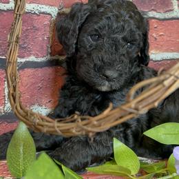 Bernedoodle Puppies from Halo BerneDo