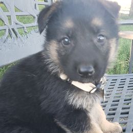 Aphrodite.   White - Black and red German Shepherd puppy in Mccool Junction, Nebraska from Sininger Lagoon