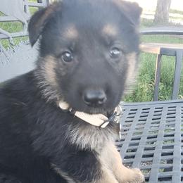 Aphrodite.   White - Black and red German Shepherd puppy in Mccool Junction, Nebraska from Sininger Lagoon