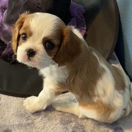 Cavalier King Charles Spaniel Puppies from Christina’s Cavaliers