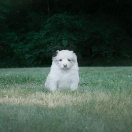 Border Collie Puppies from Fasstari Border Collies