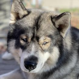 Stella - Siberian Husky
