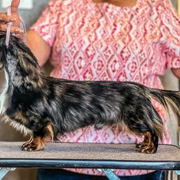 Axel - Dachshund