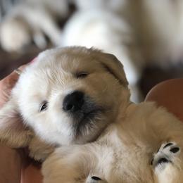 Golden Retriever, Poodle, and Shih Tzu Puppies from Shih Tzu Castle & Platinum Paws