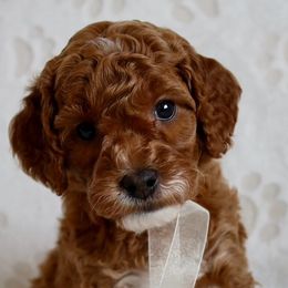 Goldendoodles from Daring Doodles