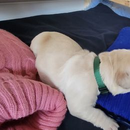 Golden Retriever Puppies from Mountain View Goldens