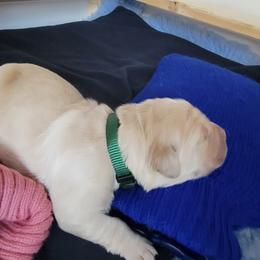 Golden Retriever Puppies from Mountain View Goldens