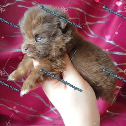 Boy 3 - Chocolate and tan male Pomeranian puppy in Albany, Oregon from Purrs N Poms