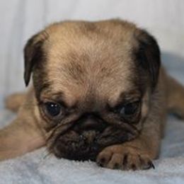 Pug Puppies from darNpugz