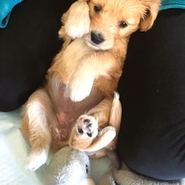 Goldendoodle Puppies from CharLia's Holistic English Cream Golden Retrievers & Doodles