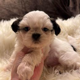 Miss No-Maska-AKC Champion Bloodline - Tricolor female Shih Tzu puppy in Long Beach, California from Prieto Shih-Tzu's
