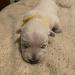 Girl 1 - White West Highland White Terrier puppy in Prudenville, Michigan from Randy Ellen West Highland White Terriers of Michigan