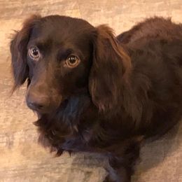 Dachshunds from Deaton’s Doxies