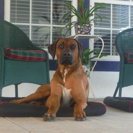 Aristo - Rhodesian Ridgeback