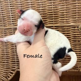 Girl 1 - Black and white female Bernedoodle puppy in Lehi, Utah from Heart J Bernedoodles