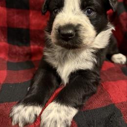 Roper - Black & white male Australian Shepherd puppy in Quaker City, Ohio from Wagon Wheel Aussies and Corgi’s