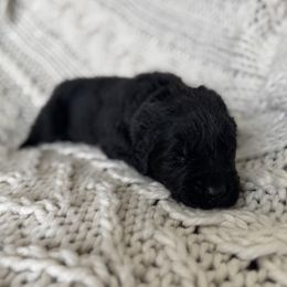 Boy 1 - Black Newfoundland puppy in Idaho from Blue Heart Kennel