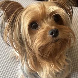 Angel - Yorkshire Terrier