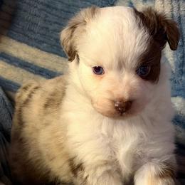 Red Merle - Red merle female Miniature Australian Shepherd puppy in Helmville, Montana from CKO Country Road Aussies