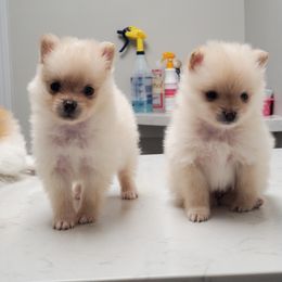 "Holly and Loki (Pipi and Belha puppies)" Pomeranian Puppies from Pomeranians Palace