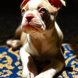 Boston Terrier Puppies from Lola’s House of Bostons & Rescue