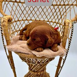 Janet - Red female Cavapoo puppy in Cedar City, Utah from Cedar Sprout Puppies