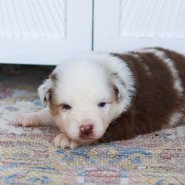 Blaze - Red merle male Miniature Australian Shepherd puppy in Prague, Oklahoma from Clay Creek Aussies