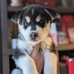 Princess Amidala - Black and white female Siberian Husky puppy in Madison, Alabama from Rocket City Huskies