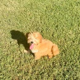 Sebastian - Apricot male Goldendoodle puppy in Bells, Texas from Partridge Doodles and Poodles