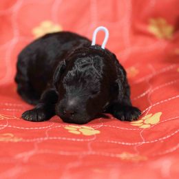 Oak - Phantom male Poodle puppy in Leonard, Texas from Deblyns Poodles