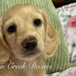 Dachshunds from Elysian Creek Doxies