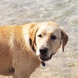MAZAKEEN  - Labrador Retriever