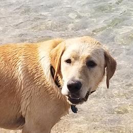 MAZAKEEN  - Labrador Retriever