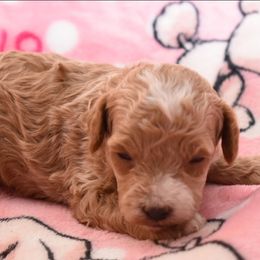 Charlie - Apricot female Poodle puppy in Copperas Cove, Texas from Collier's Canines