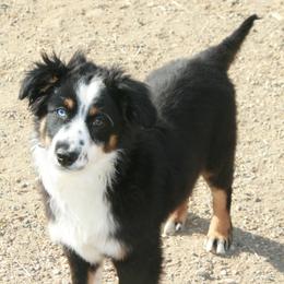 Benny - Black tri male Miniature Australian Shepherd puppy in Fairview, South Dakota from Dakota Toy Aussies