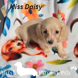 Miss Daisy - Cream female Dachshund puppy in Anamosa, Iowa from Melsh Precious Pets