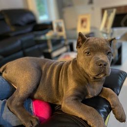 Cane Corso Puppies from Top Gun Cane Corso