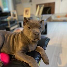 Cane Corso Puppies from Top Gun Cane Corso