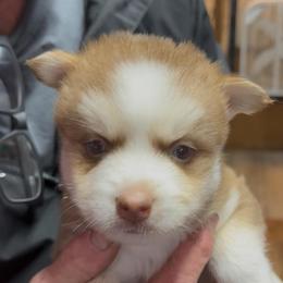 Chase - Red and white male Pomsky puppy in Spring Hill, Florida from PDQ Pomskies
