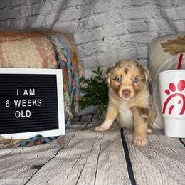 CHICK - Red merle female Miniature Australian Shepherd puppy in Peoria, Arizona from B My Sunshines Mini Aussies