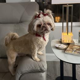 Shih Tzus from Michi Shih-Tzu