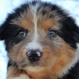 Aussiedoodles and Australian Shepherds from Lazy S Aussies