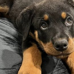 Rottweilers from Spartan Rottweilers