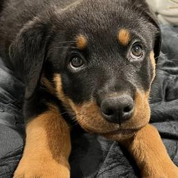 Rottweilers from Spartan Rottweilers