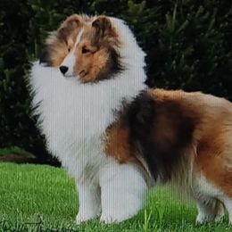 Trix - Shetland Sheepdog