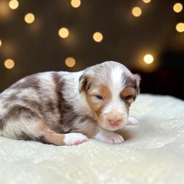 Talon - Red merle male Australian Shepherd puppy in Statesville, North Carolina from Charming Australian Shepherds