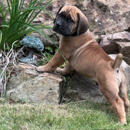 Boerboel Puppies from Indian Ridge Boerboels