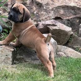 Boerboel Puppies from Indian Ridge Boerboels